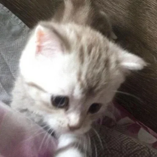 🤍 Стикер «котёнок няша» для Telegram