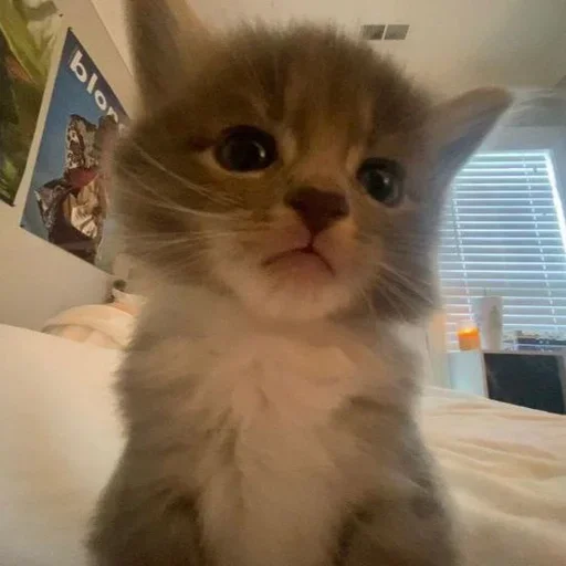 🐈 Стикер «котёнок няша» для Telegram