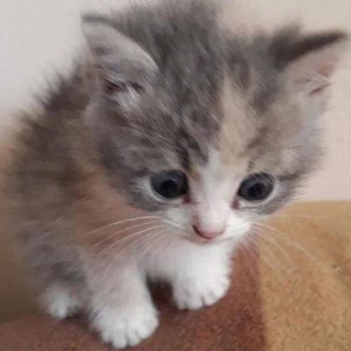 🦷 Стикер «котёнок няша» для Telegram