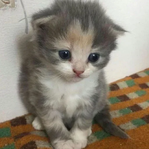 🫀 Стикер «котёнок няша» для Telegram