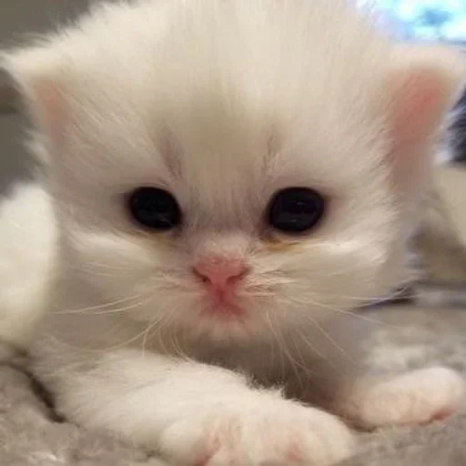 🥣 Стикер «котёнок няша» для Telegram