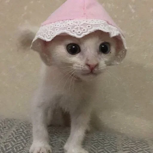 💊 Стикер «котёнок няша» для Telegram