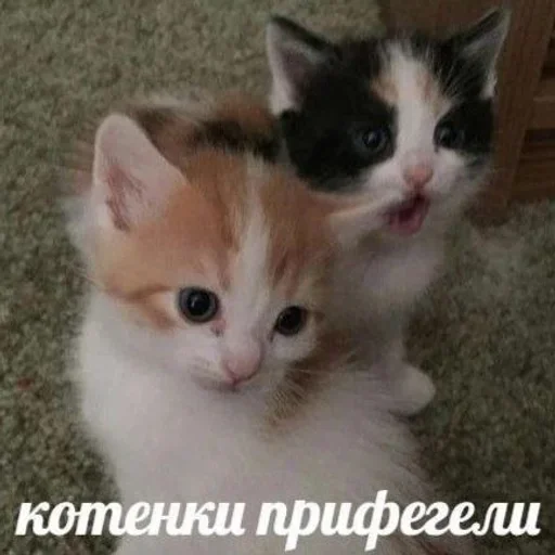 🍙 Стикер «котёнок няша» для Telegram