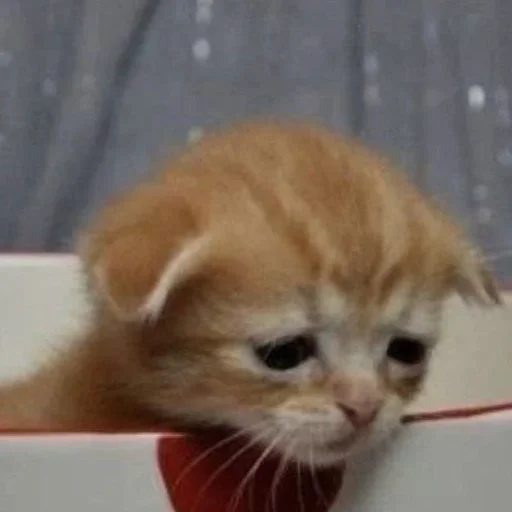 🧁 Стикер «котёнок няша» для Telegram