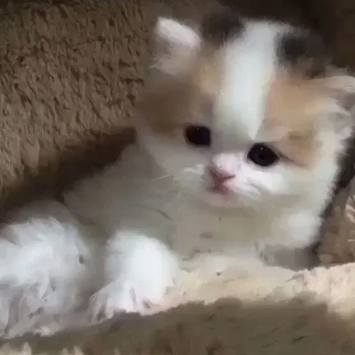 🍮 Стикер «котёнок няша» для Telegram
