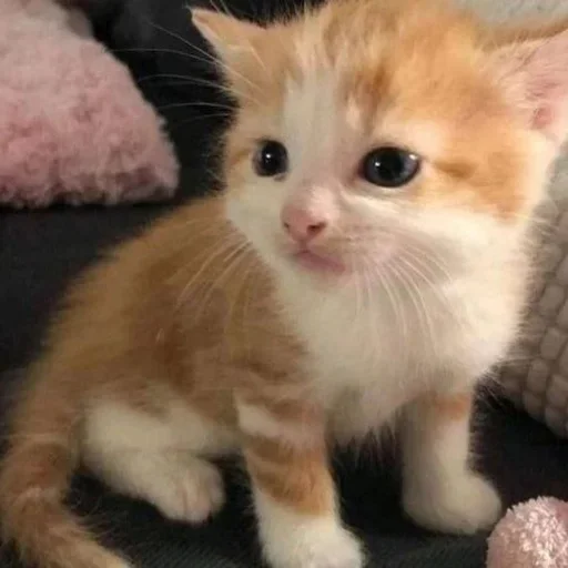 🦴 Стикер «котёнок няша» для Telegram