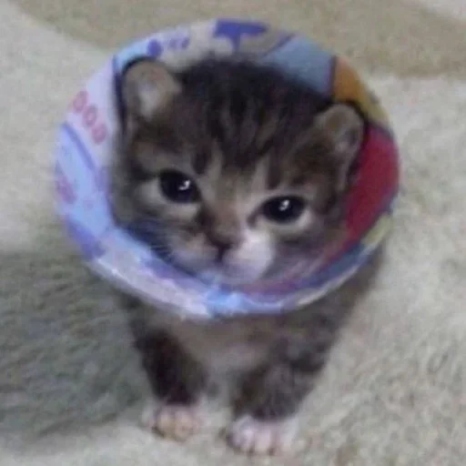 💉 Стикер «котёнок няша» для Telegram