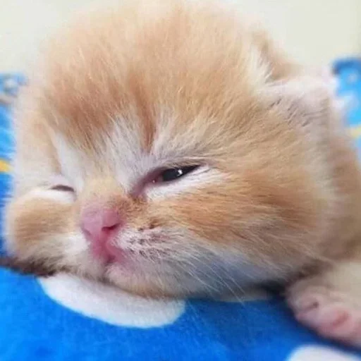 🍡 Стикер «котёнок няша» для Telegram