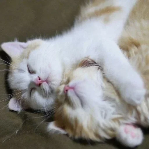 🧁 Стикер «котёнок няша» для Telegram