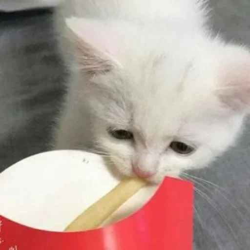 🧂 Стикер «котёнок няша» для Telegram