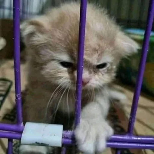🥛 Стикер «котёнок няша» для Telegram