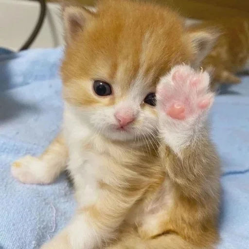 🥡 Стикер «котёнок няша» для Telegram