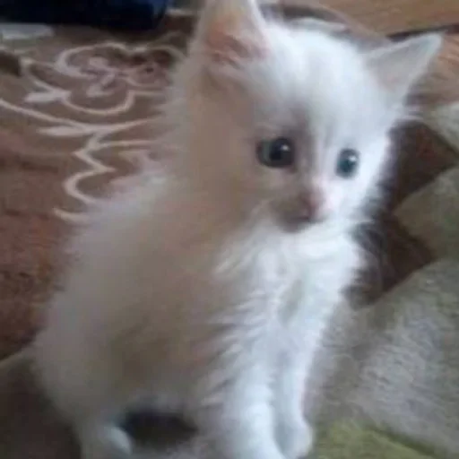 🗝 Стикер «котёнок няша» для Telegram