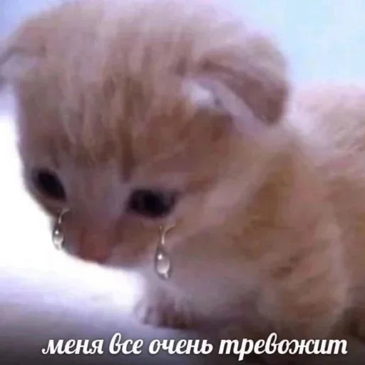 🐾 Стикер «котёнок няша» для Telegram