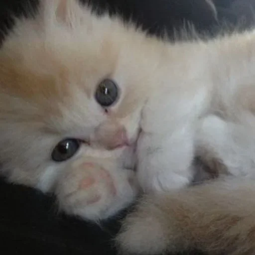 🍢 Стикер «котёнок няша» для Telegram