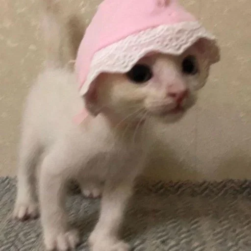 🍴 Стикер «котёнок няша» для Telegram