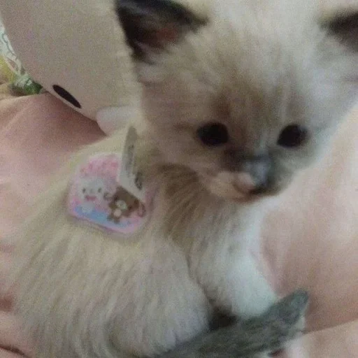 🧸 Стикер «котёнок няша» для Telegram