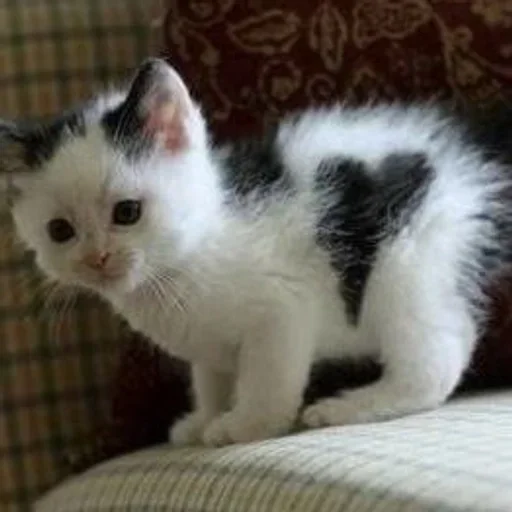 🐇 Стикер «котёнок няша» для Telegram