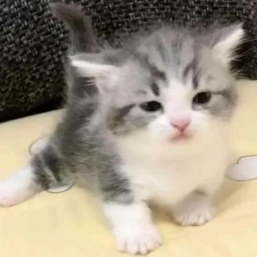 🍪 Стикер «котёнок няша» для Telegram