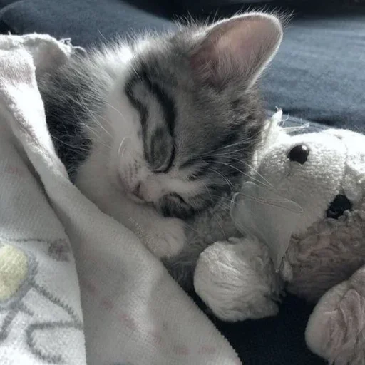 🍣 Стикер «котёнок няша» для Telegram