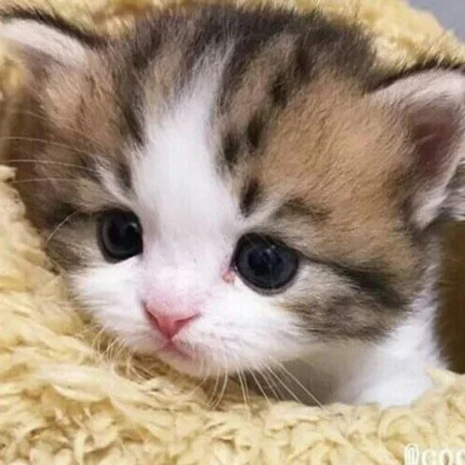 🗑 Стикер «котёнок няша» для Telegram