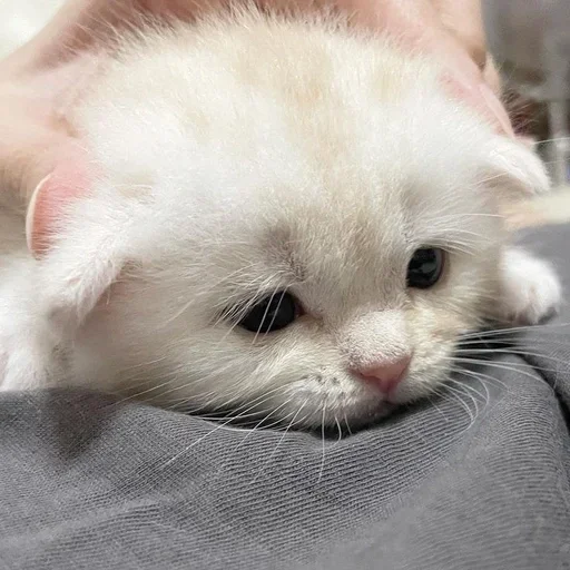🩻 Стикер «котёнок няша» для Telegram
