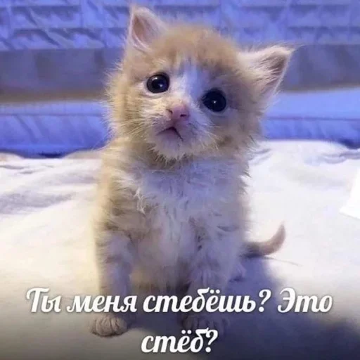 🧠 Стикер «котёнок няша» для Telegram