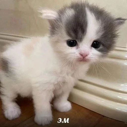 🍽 Стикер «котёнок няша» для Telegram
