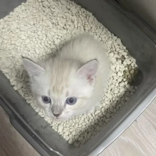 🥛 Стикер «котёнок няша» для Telegram