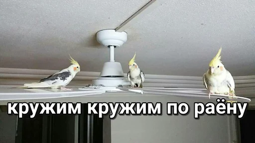 🚶‍♀️ Стикер «Дижитал» для Telegram