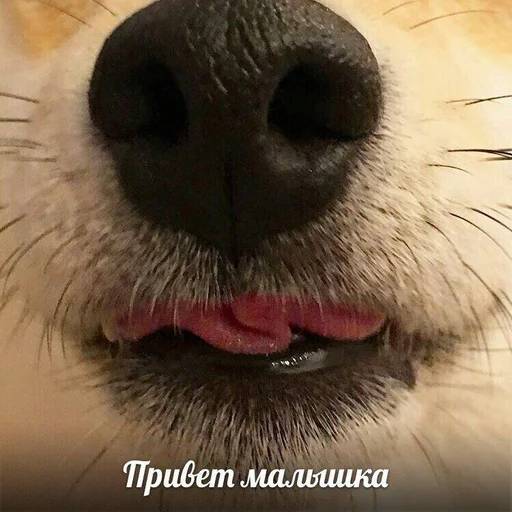 👋 Стикер «Дижитал» для Telegram