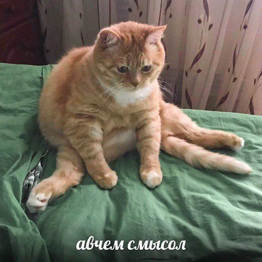 🤨 Стикер «Дижитал» для Telegram