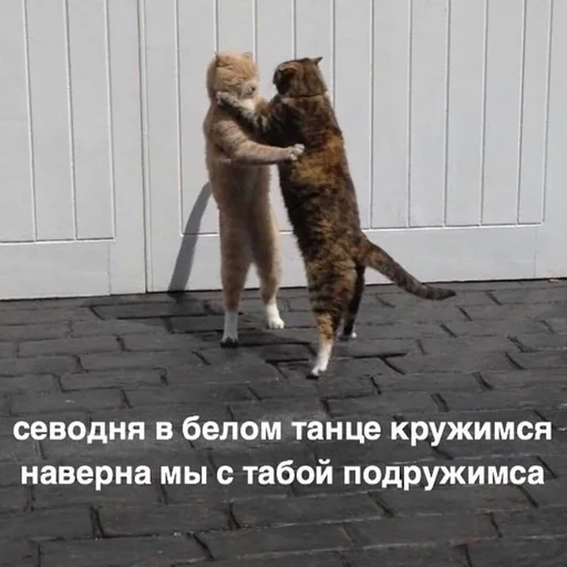 💃 Стикер «Дижитал» для Telegram