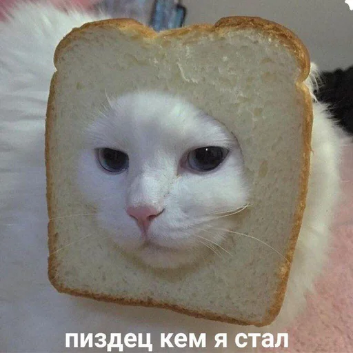 😫 Стикер «Дижитал» для Telegram