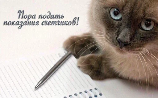 🤓 Стикер «Дижитал» для Telegram