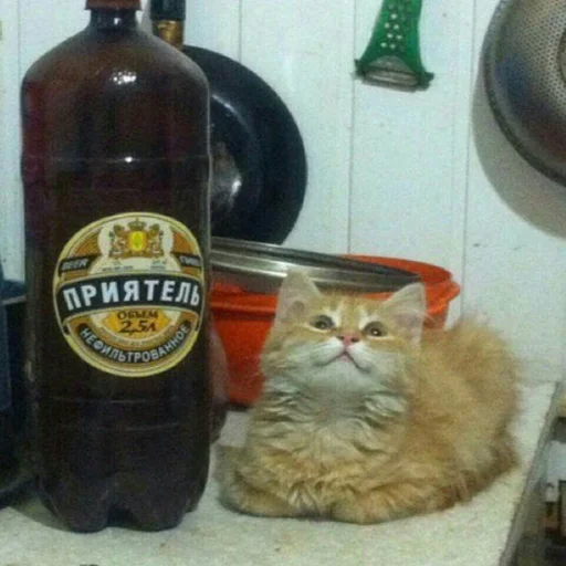 😺 Стикер «Дижитал» для Telegram