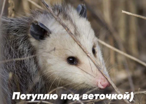 🙃 Стикер «Дижитал» для Telegram