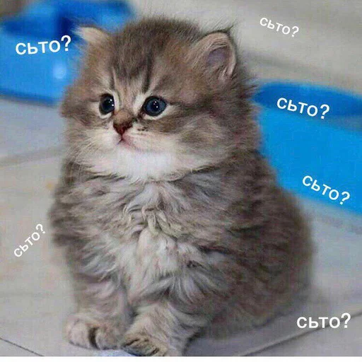 😳 Стикер «Дижитал» для Telegram