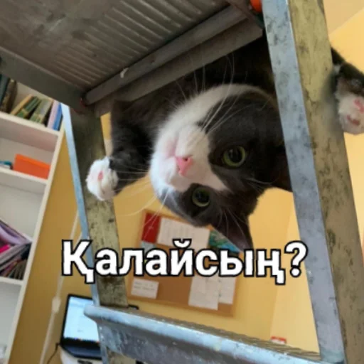 🖐 Стикер «Бірінші пак» для Telegram