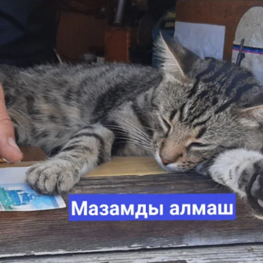 😒 Стикер «Бірінші пак» для Telegram
