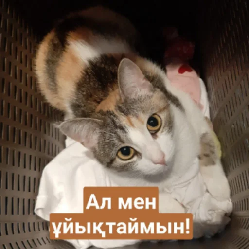 😴 Стикер «Бірінші пак» для Telegram