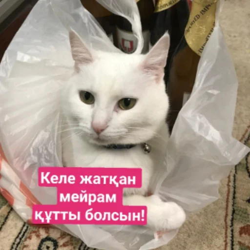 🎊 Стикер «Бірінші пак» для Telegram