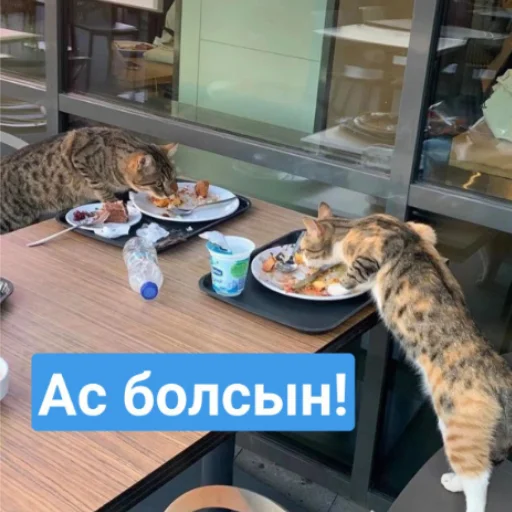 🍜 Стикер «Бірінші пак» для Telegram