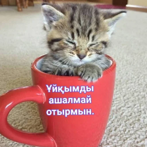 😴 Стикер «Бірінші пак» для Telegram