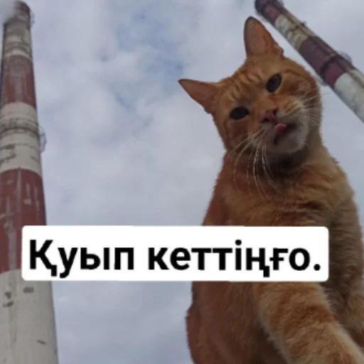 😑 Стикер «Бірінші пак» для Telegram