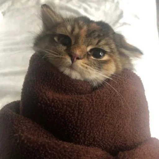 😊 Стикер «kitten$» для Telegram