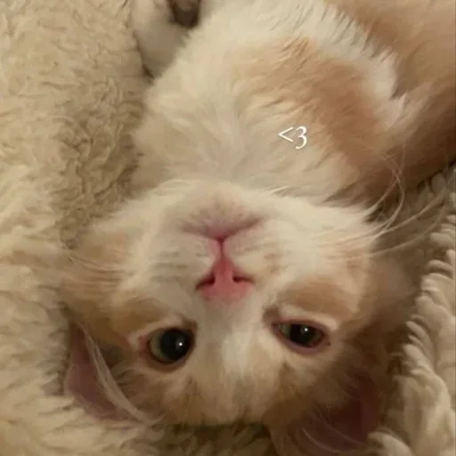 💗 Стикер «kitten$» для Telegram