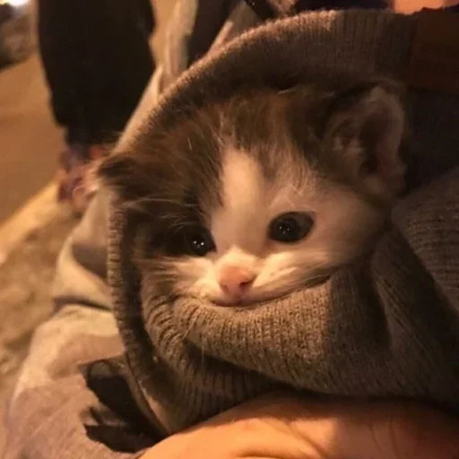 Стикерпак «kitten$» для Telegram — обложка