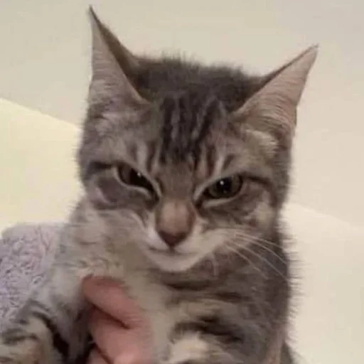 😡 Стикер «kitten$» для Telegram