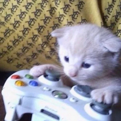 🎮 Стикер «kitten$» для Telegram